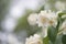 Closeup photo of jasmine flowers in garden with some copy space