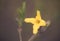 Closeup photo of laburnum spring forsythia flower