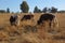 A closeup photo of large brown and white horned cows grazing in a long winter`s grass field