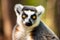Closeup photo of lemur with orange eyes. Generate ai
