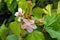 Closeup photo of lipstick tree, Achiote pink flowers and seed po