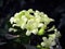 Closeup photo of litle white jasmine flowers