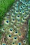 Closeup photo with the long tail with big blue-green eyespot of Peacock