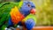 Closeup photo of lori parrot aeting seed from feeder in the zoo aviary