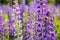 Closeup photo of lupines flowers Lupinus L. on the meadow. Selective focus