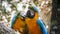 Closeup photo of macaw parrots couple cleaning each others feathers in the zoo