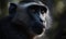 closeup photo of mangabey on blurry bokeh jungle background. Generative AI