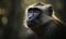 closeup photo of mangabey on blurry bokeh jungle background. Generative AI