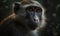 closeup photo of mangabey on blurry bokeh jungle background. Generative AI