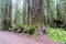 A closeup photo of a massive redwood in Stout Grove in Jedediah Smith Redwoods State Park, outside Crescent City, California