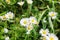 Closeup photo with meadow with white and yellow little flowers