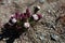 Closeup Photo Mountains Flowers Himalayas.Beautiful End Summer Season Background.Horizontal.No body Image.