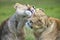 Closeup photo of one lioness grooming other