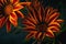 Closeup photo of orange flowers Gazania Harsh with black background