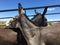 A closeup photo of a pair of grey donkeys