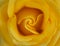 Closeup photo of perfect yellow rose.