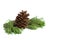 Closeup photo pine cone and branch isolated