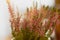Closeup photo of pink autumn heather