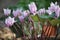 Closeup photo with pink flowers of Cyclamen persicum with blurry background
