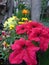 Closeup photo of pink flowers in the garden . Partially blurred background