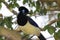 Closeup photo with plush-crested Jay, colorful bird in the Iguazu Parc, Argentina