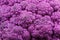 Closeup photo of purple cauliflower