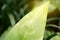 Closeup photo of raindrops on fresh green leaf of Bird`s nest fern under sunlight, is an epiphytic plant in Aspleniaceae