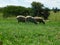 Closeup photo of ram Hampshire sheep grazing in a lush bright green grass field