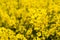 A closeup photo of a rapeseed flower.