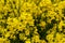 A closeup photo of a rapeseed flower.