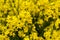 A closeup photo of a rapeseed flower.