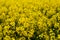 A closeup photo of a rapeseed flower.