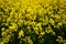 A closeup photo of a rapeseed flower.