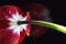 Closeup photo of red tulip, abstract floral background. Spring time nature detail