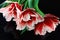 Closeup photo of red tulip, abstract floral background. Spring time nature detail. A bunch of tulips on a black background. An