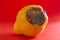 Closeup photo of rotten quince fruit on red background.