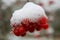 Closeup photo with rowan or mountain - ash under snow - red fruits