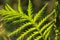 Closeup photo of a shield fern in the nature illuminate by a sunset