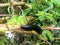 Closeup photo of a slug moving across a branch in a rainforest