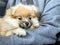 A closeup photo of a small blonde pomeranian puppy with a black snout being held in the arms of their owner