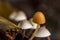 Closeup photo of small red coloured toad stall with white mushrooms in background