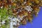 Closeup photo of snowflakes on moss