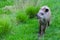 Closeup photo of a South American Tapir Scientific Name: Tapirus terrestris