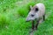 Closeup photo of a South American Tapir Scientific Name: Tapirus terrestris