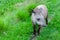 Closeup photo of a South American Tapir Scientific Name: Tapirus terrestris