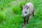 Closeup photo of a South American Tapir Scientific Name: Tapirus terrestris