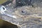 A closeup photo taken on a dark grey Iguana basking under the sun