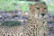 A closeup photo taken on the head of a Cheetah at rest