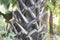 A closeup photo taken on a Red Latan Latania Lontaroides tree trunk stem