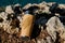 Closeup photo of thermos mug with tea over sea view